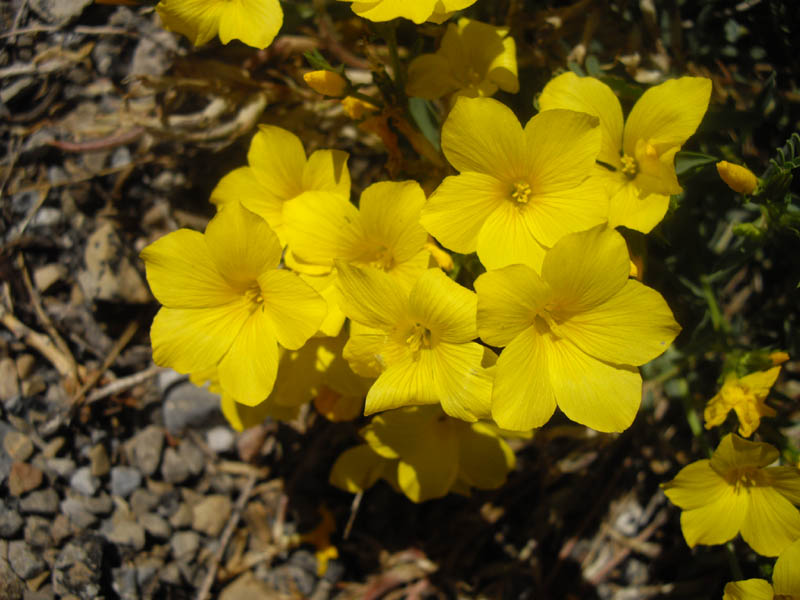 Linum campanulatum photo